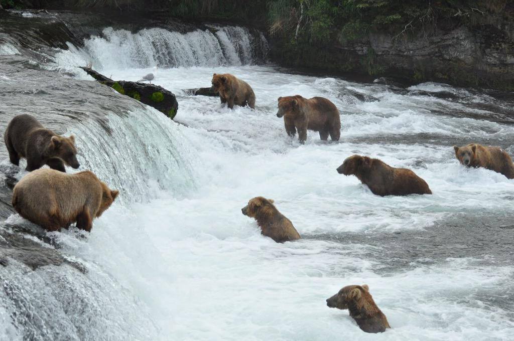 brooks falls bears