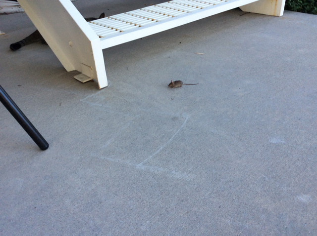 tabby mouse patio